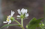 Whiteflower leafcup